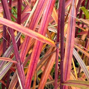 ингрид дронинг